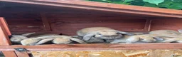 Mini Lop rabbits for sale: Beautiful Mini Lops - Advert 2