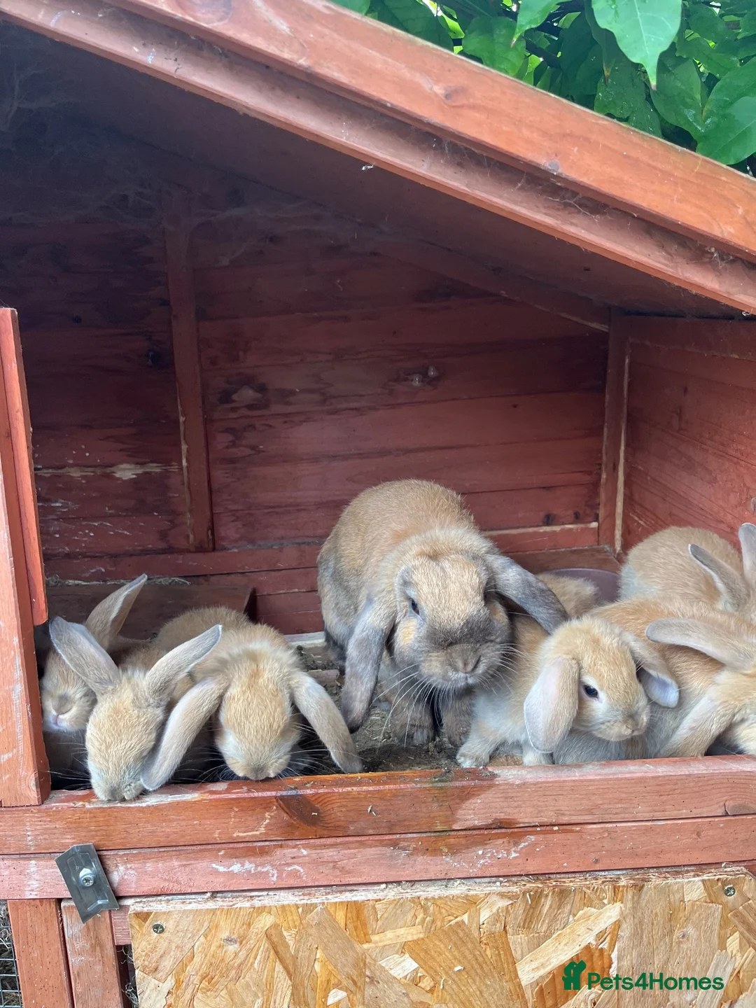 Mini Lop rabbits for sale: Beautiful Mini Lops - Advert 2