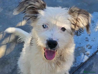 Mixed Breed dogs - Advert 33