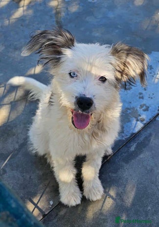 Mixed Breed dogs Waffle, 1 year old approx..Reserved / Adopted 🎉🎉 - Advert 12