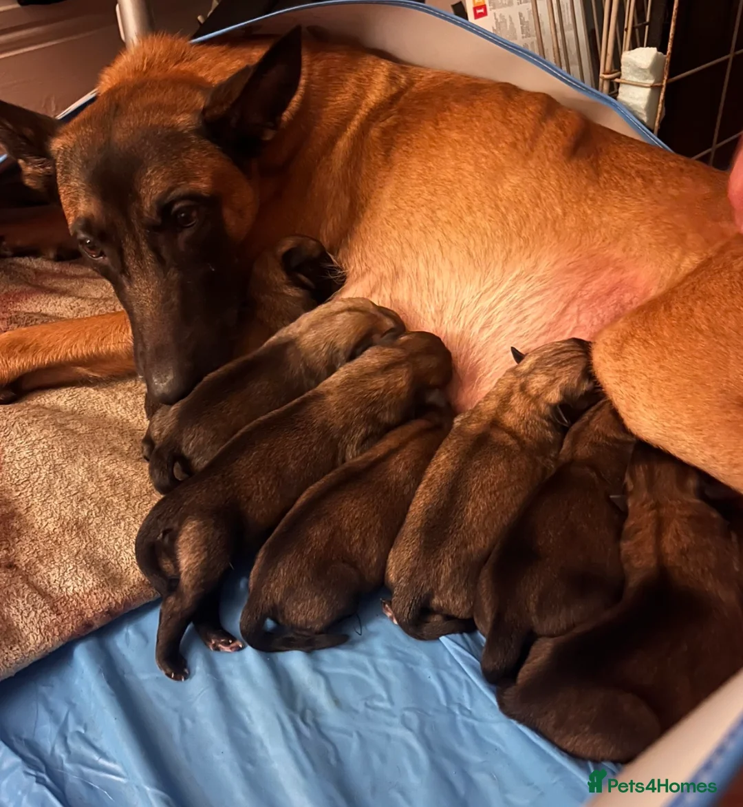 Belgian Shepherd Dog dogs for sale: Elite Female Malinois – Fully Vaccinated  - Advert 8