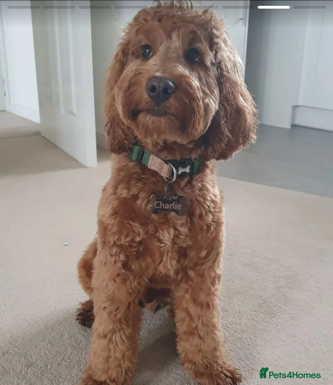 Cockapoo dogs for stud: Proven DNA tested red F1 Cockapoo Charlie for Stud in Milton Keynes - Advert 25