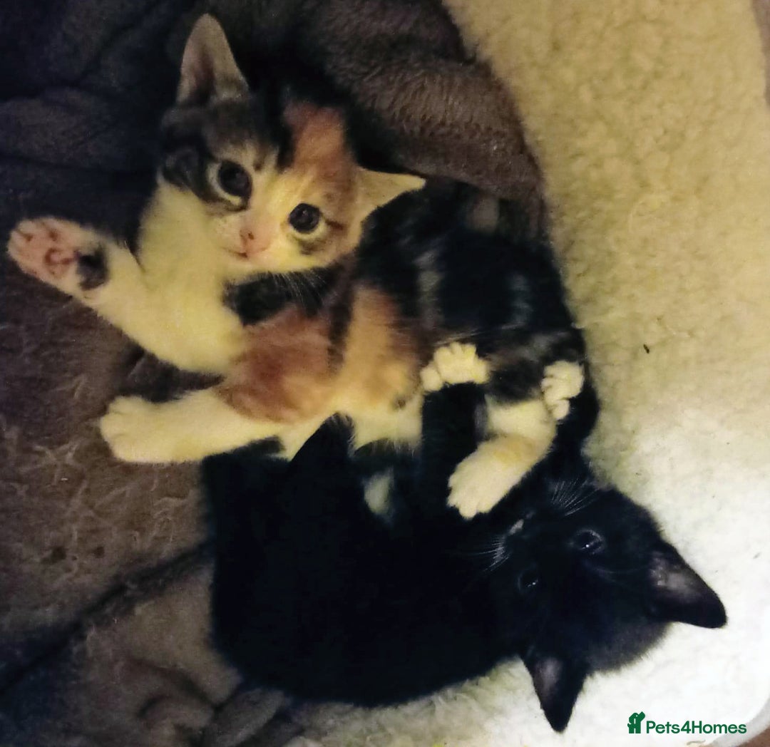 Mixed Breed cats for sale: 3 beautiful kittens  - Advert 9