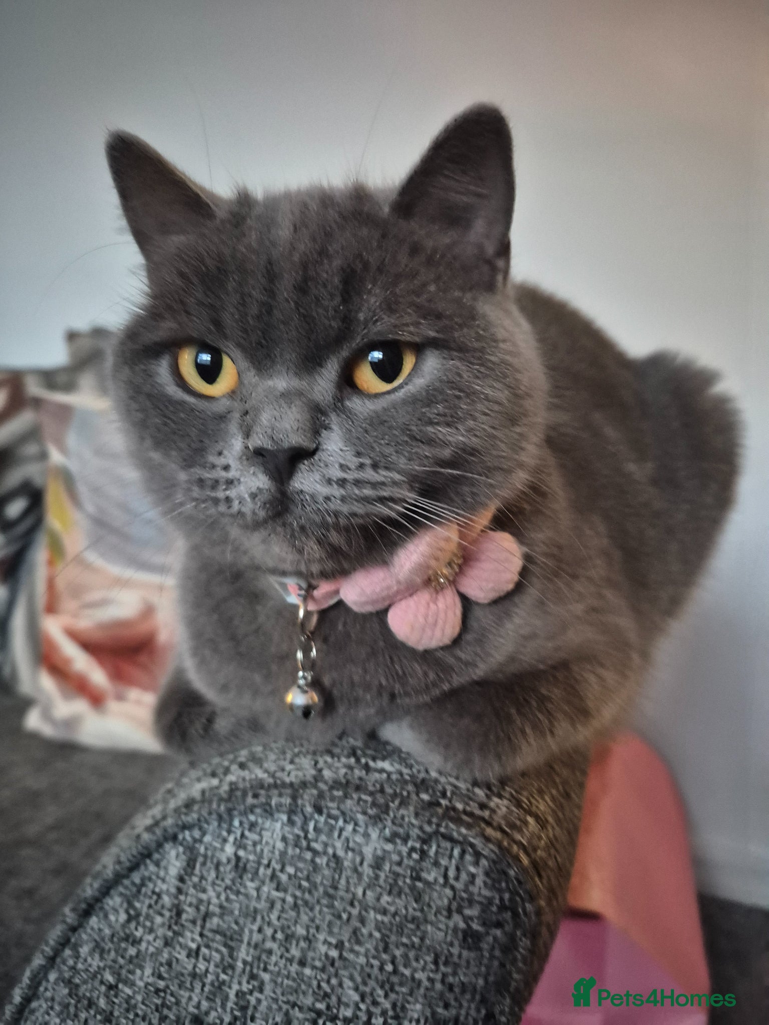 British Shorthair cats British blue girl - Advert 3