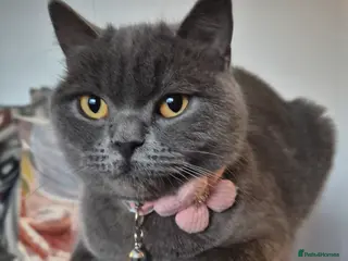 British Shorthair cats British blue girl - Advert 2