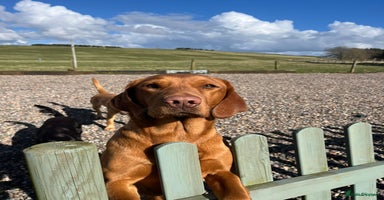 Labrador Retriever dogs - Advert 5