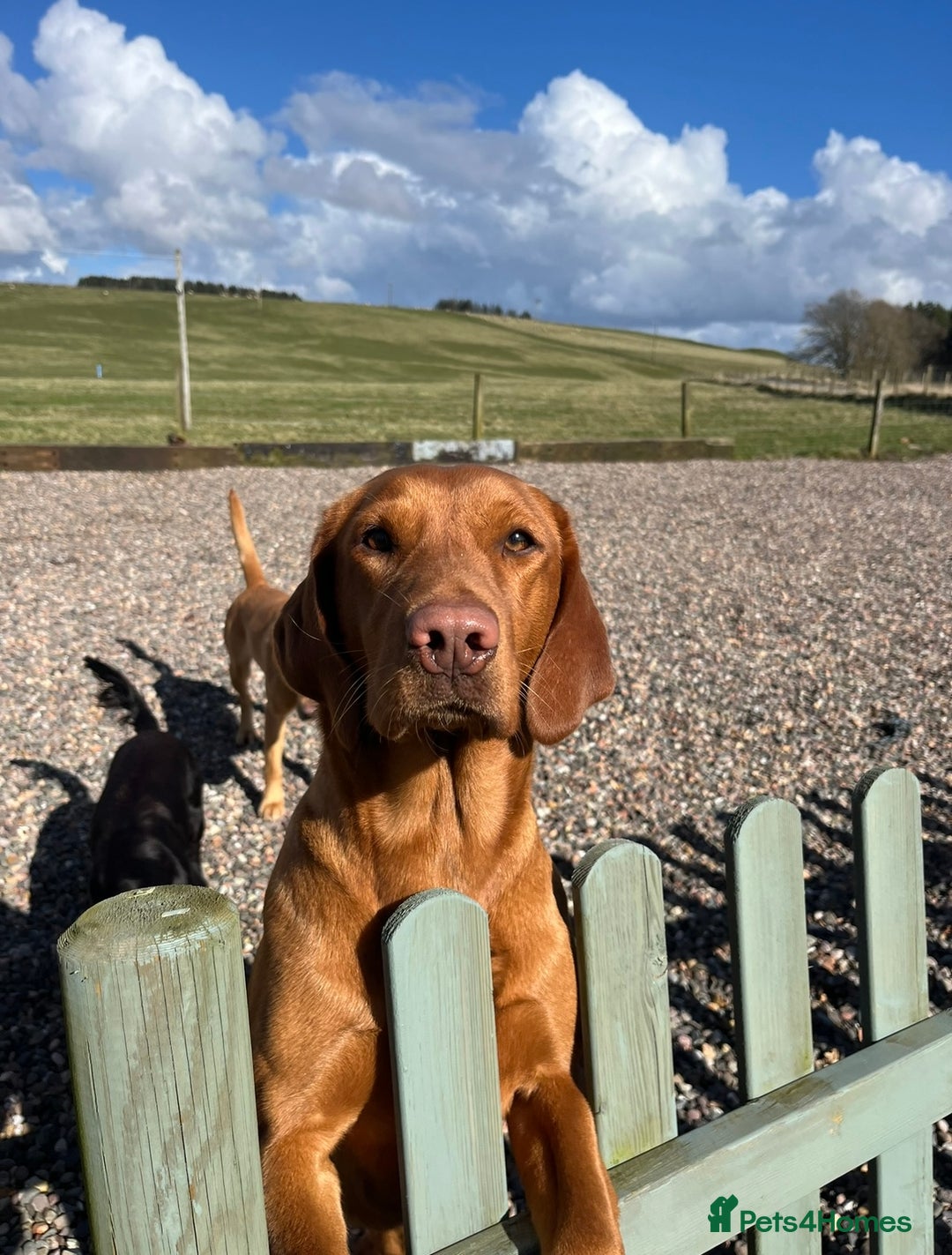 Labrador Retriever dogs for sale: Labrador Retriever- One girl available  - Image 3