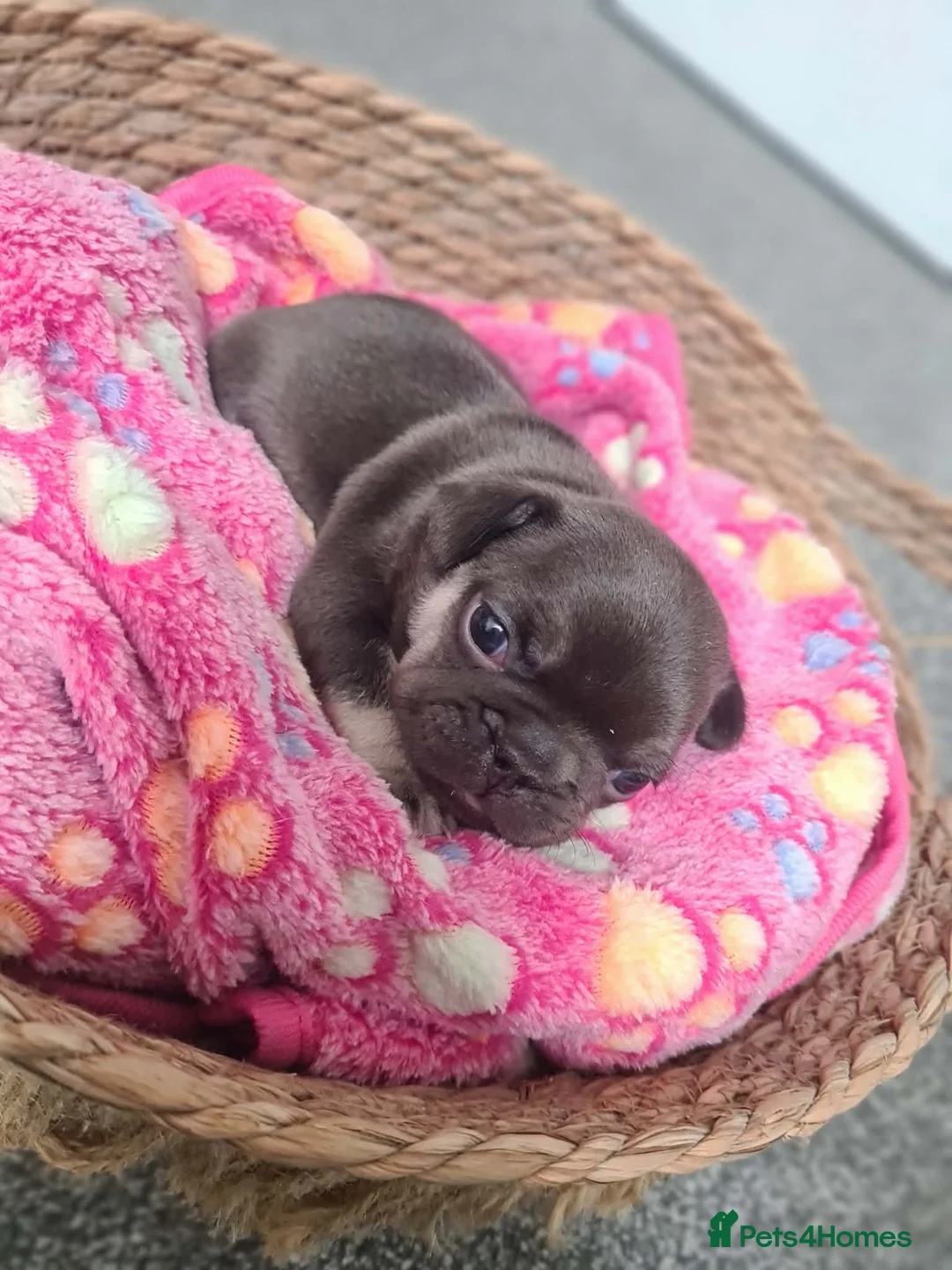 French Bulldog dogs for sale: French bulldog pups  - Advert 7