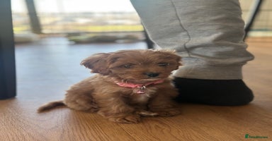 Cavapoo dogs F1 Toy Cavapoo girl puppy beautiful lapdog - Advert 10