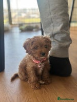 Cavapoo dogs F1 Toy Cavapoo girl puppy beautiful lapdog - Advert 3
