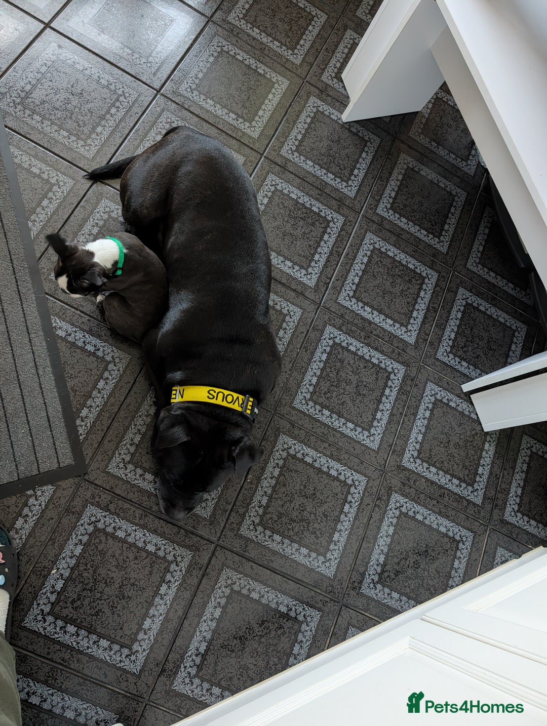 Staffordshire Bull Terrier dogs for sale: Lovely Staffie boy  - Advert 2