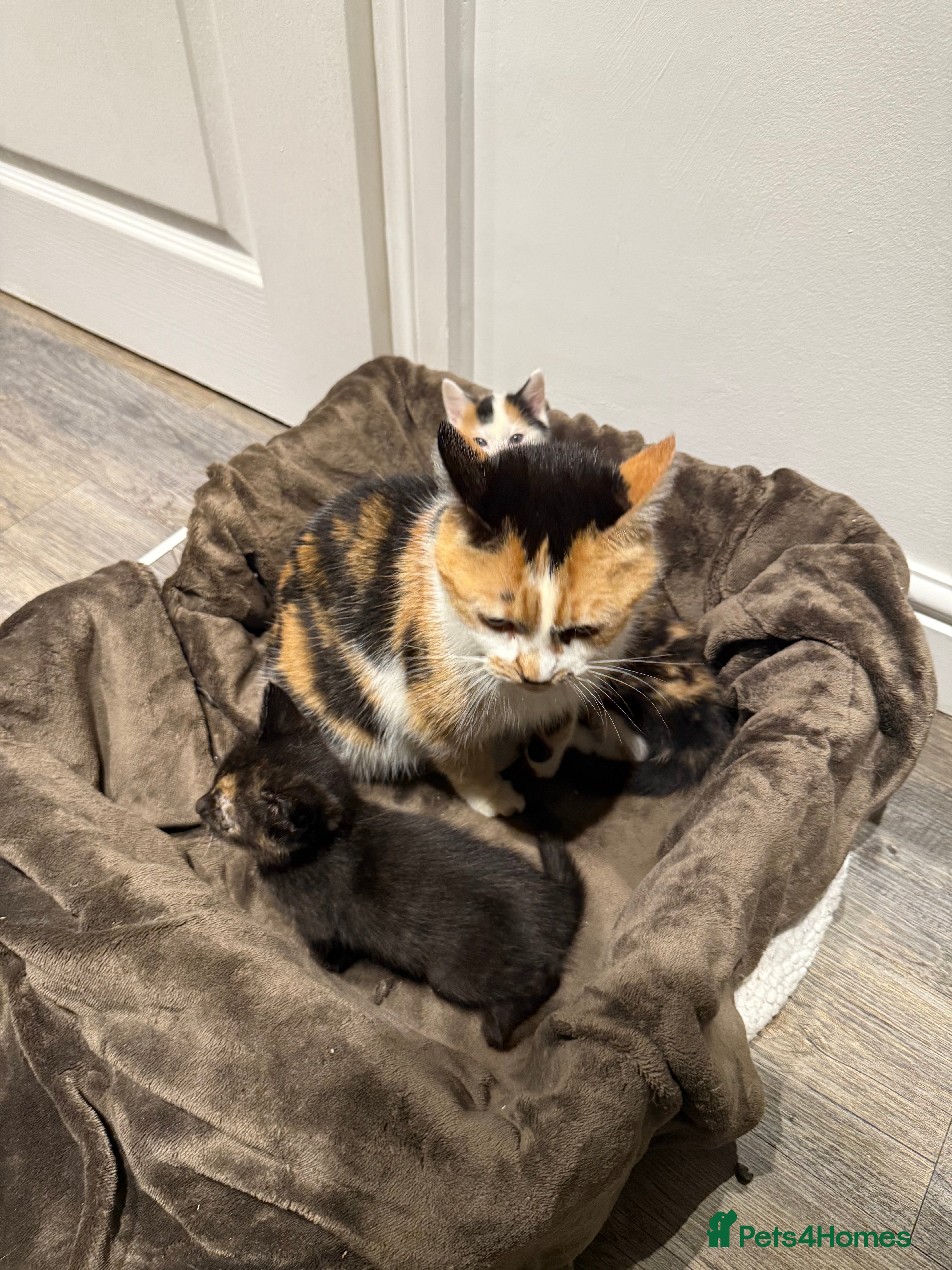 Mixed Breed cats 3 Gorgeous Female Kittens  - Advert 9