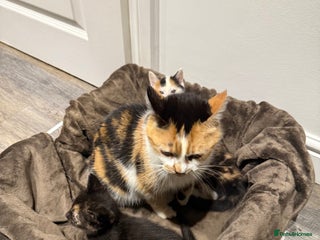 Mixed Breed cats 3 Gorgeous Female Kittens - Advert 2