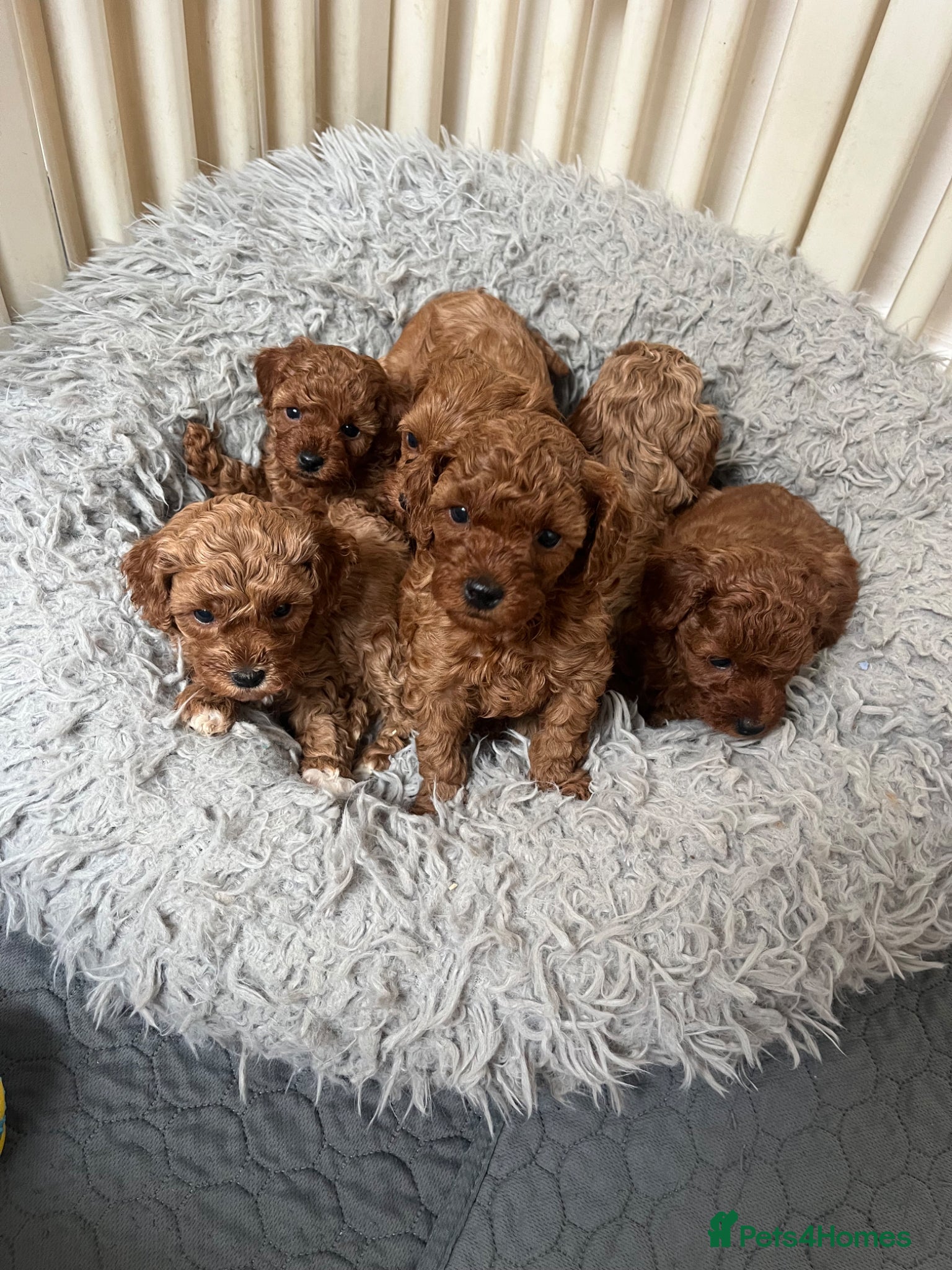Cavapoo dogs Merlesque 5⭐️ F1b curly teddy bear coats  - Advert 1