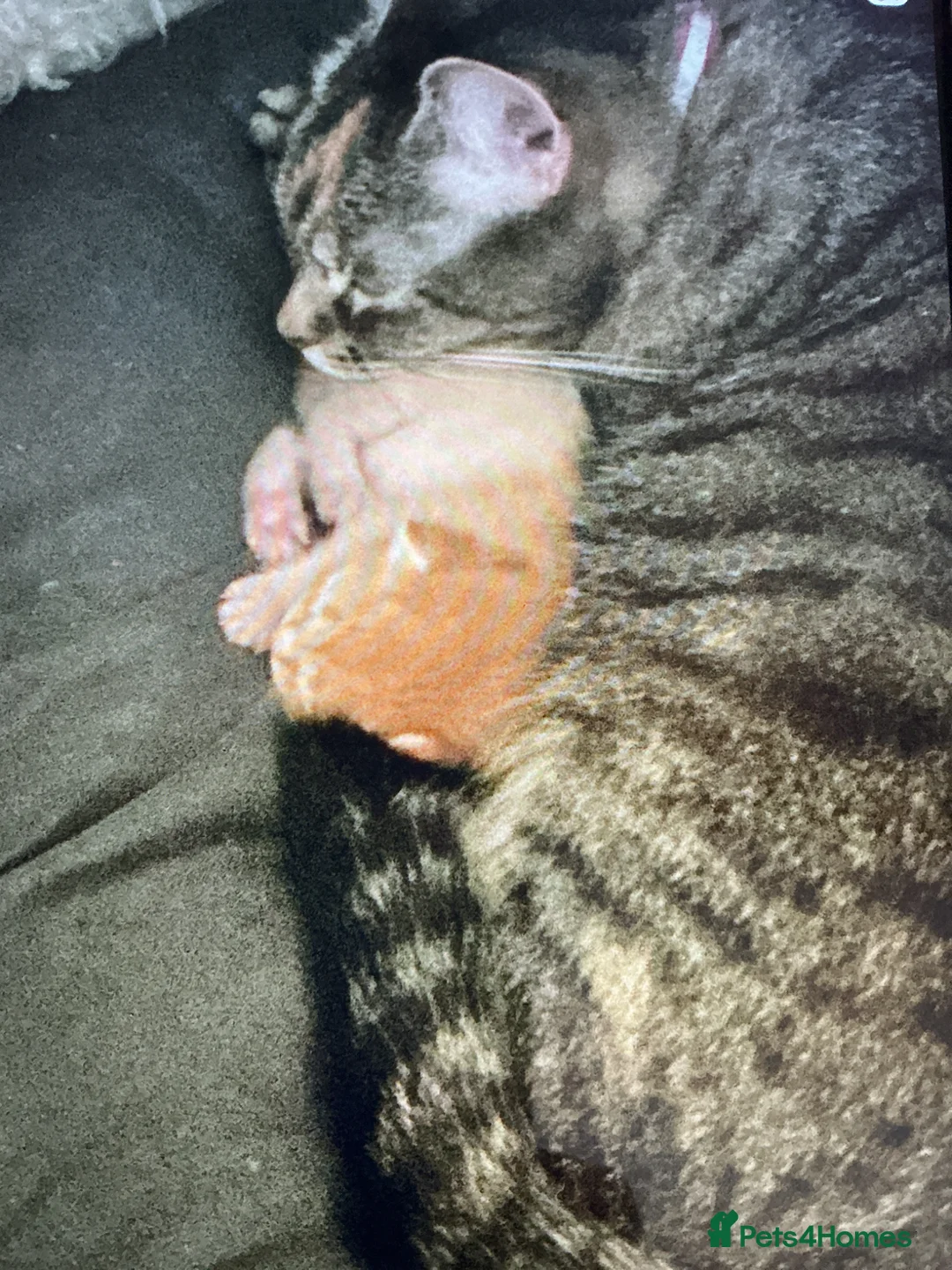 British Shorthair cats for sale: Beautiful Ginger Kitten for sale in Canterbury - Advert 2