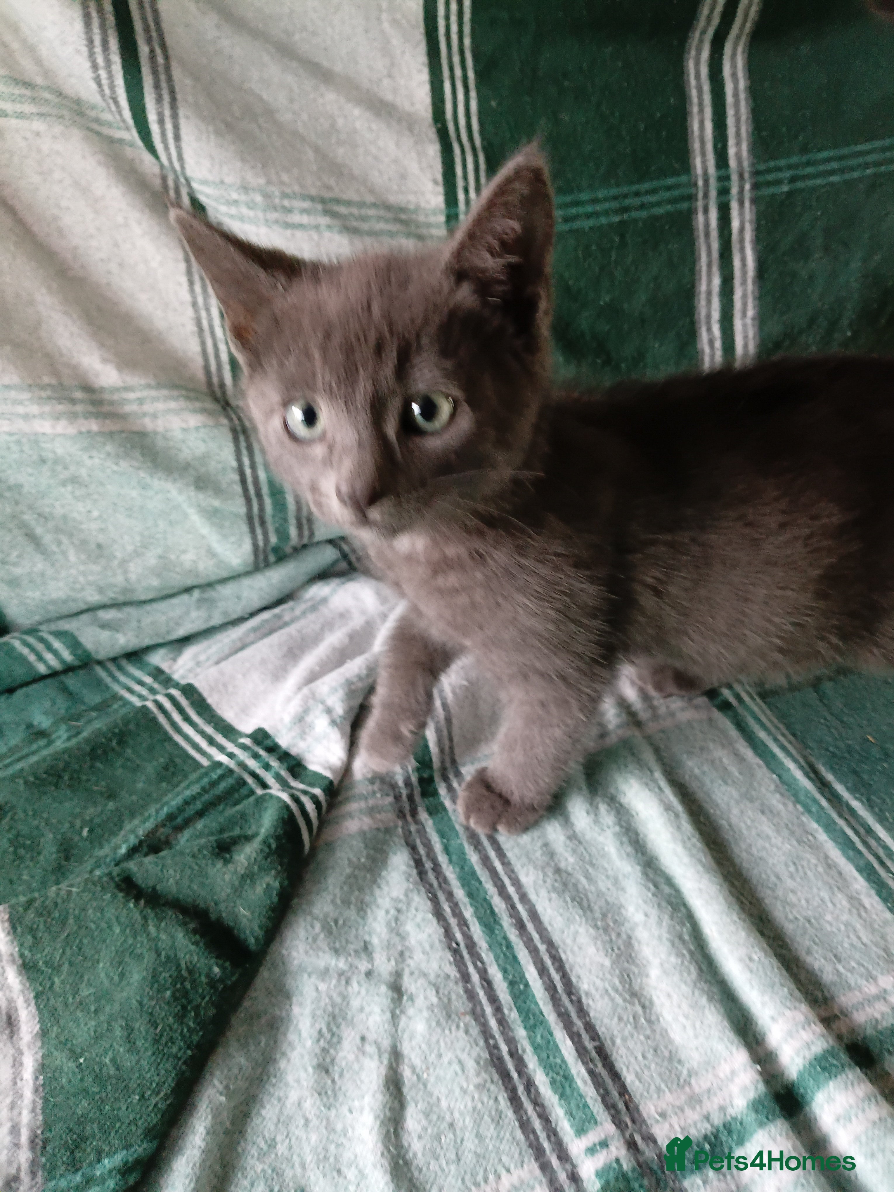 Mixed Breed cats RAGDOLL/BENGAL X - Advert 2