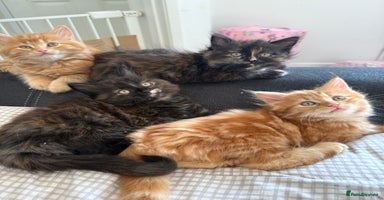 Persian cats - Advert 11