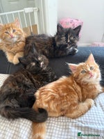 Persian cats - Advert 16
