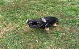 French Bulldog dogs for sale: Fluffy ** frenchies  - Image 28