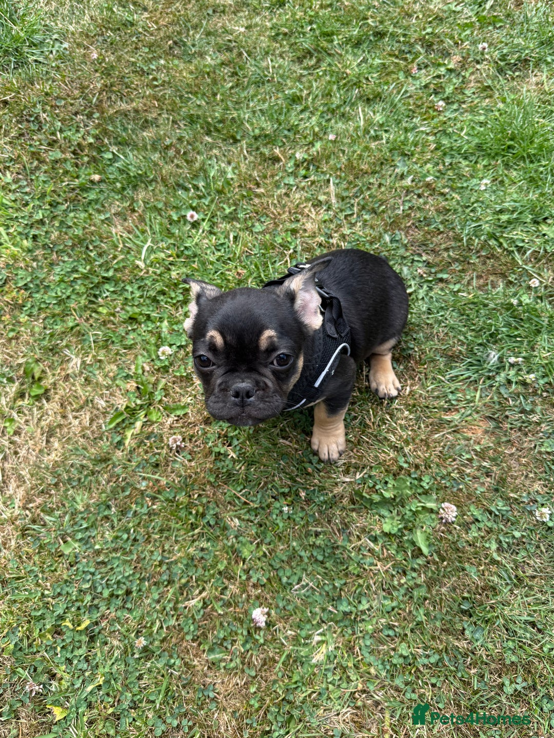 French Bulldog dogs for sale: Fluffy ** frenchies  - Image 28