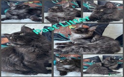 Maine Coon cats for sale: Russian lines with many champions - Image 5