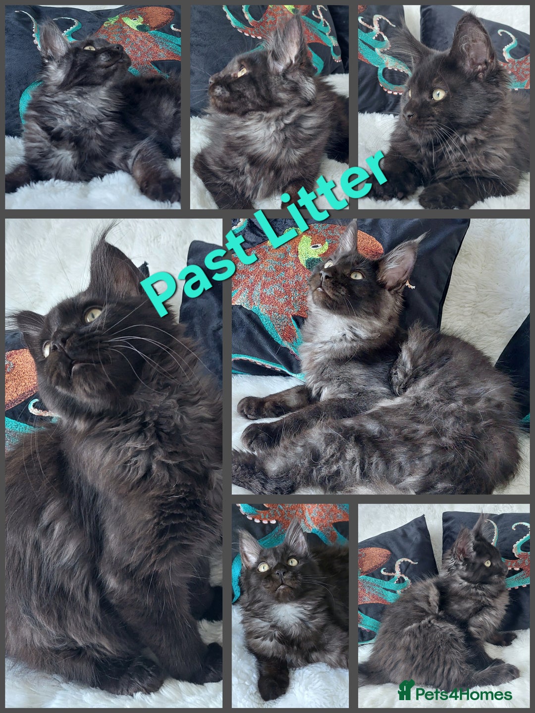 Maine Coon cats for sale: Russian lines with many champions - Image 5