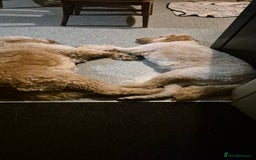 Irish Doodle dogs for sale: Beautiful Irish doodles for sale - Advert 6