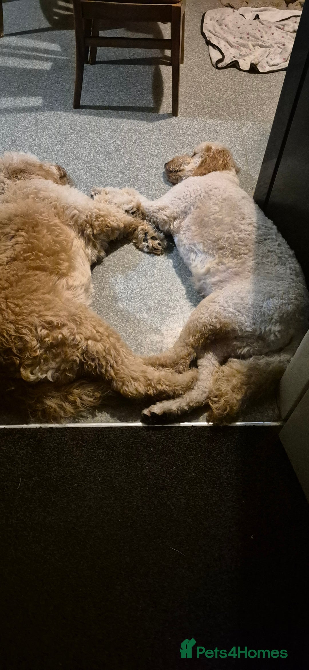 Irish Doodle dogs for sale: Beautiful Irish doodles for sale - Advert 6