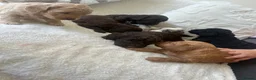 Cockapoo dogs for sale: ✨Beautiful toy cockapoo ✨ in Wrexham - Advert 16