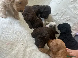 Cockapoo dogs ✨Beautiful toy cockapoo ✨ - Advert 6