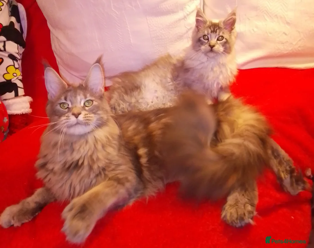 Maine Coon cats for sale: POLYDACTYL large TICA boy - collect S.WALES/SURREY - Advert 20
