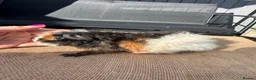 Guinea Pig rodents for sale: Stunning boars - Advert 16
