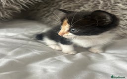 British Shorthair cats for sale: 4 Beautiful babies looking for there forever homes - Image 5