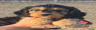 Cockapoo 5
