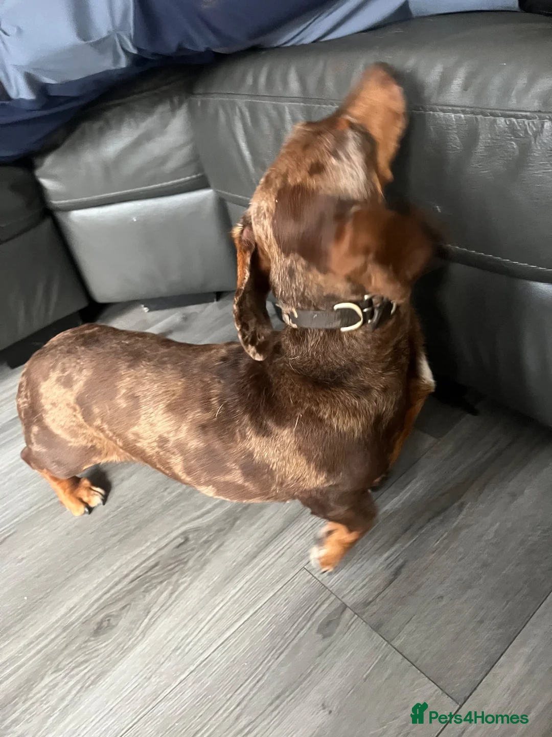 Dachshund dogs for sale: Dashhound female  in Ellesmere Port - Advert 3