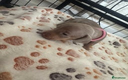 Miniature Dachshund dogs for sale: Miniature daschund puppies - Image 22