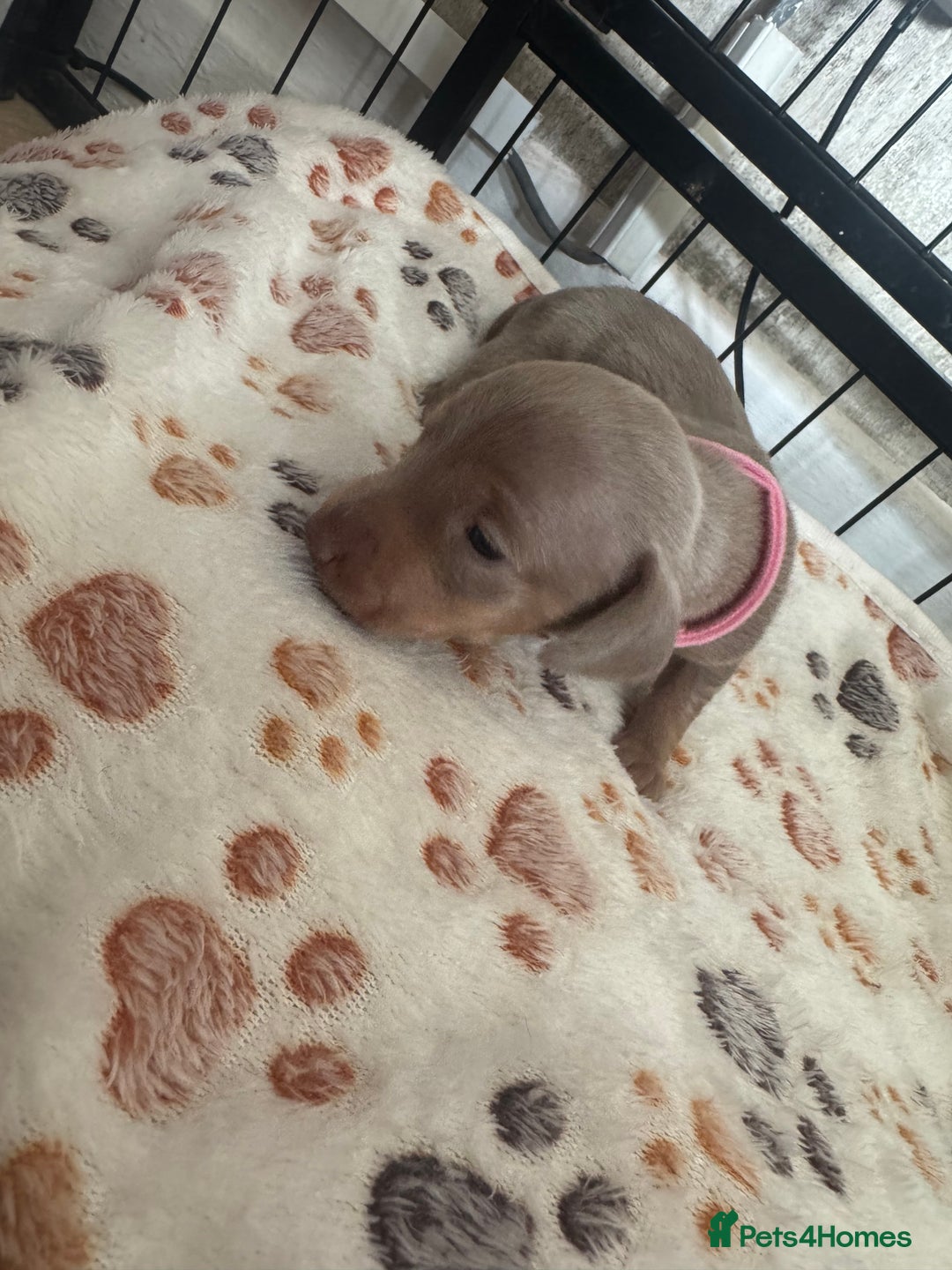 Miniature Dachshund dogs for sale: Miniature daschund puppies - Image 22