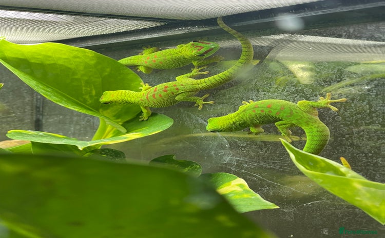 Gecko reptiles - Advert 11