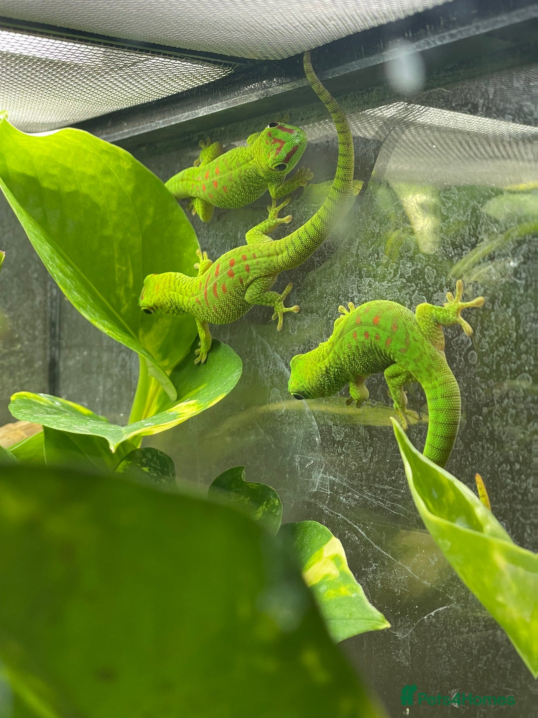 Gecko reptiles for sale: Unsexed CB25 Giant day Gecko - Image 1