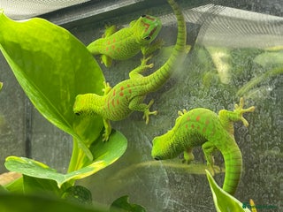 Gecko reptiles - Advert 11