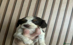 Cocker Spaniel dogs for sale: 6 gorgeous cockerspaniel puppy’s  - Image 8