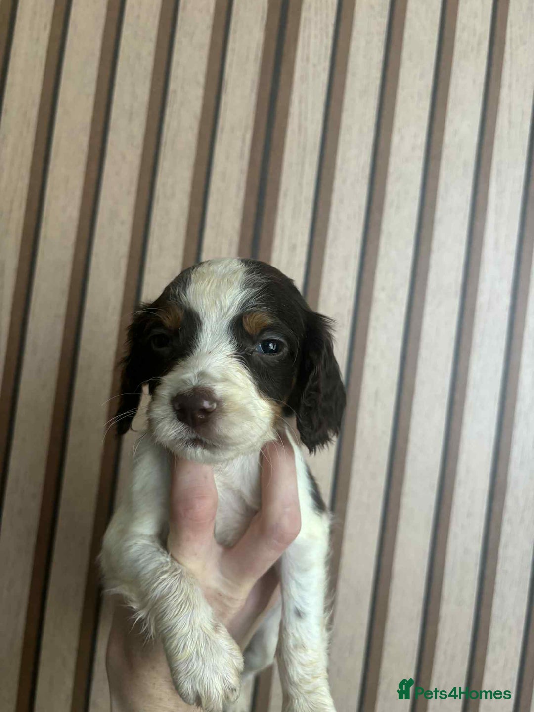 Cocker Spaniel dogs for sale: 6 gorgeous cockerspaniel puppy’s  - Image 8