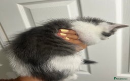 Mixed Breed cats for sale: ready to go  - Image 4