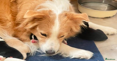 Border Collie dogs - Advert 4