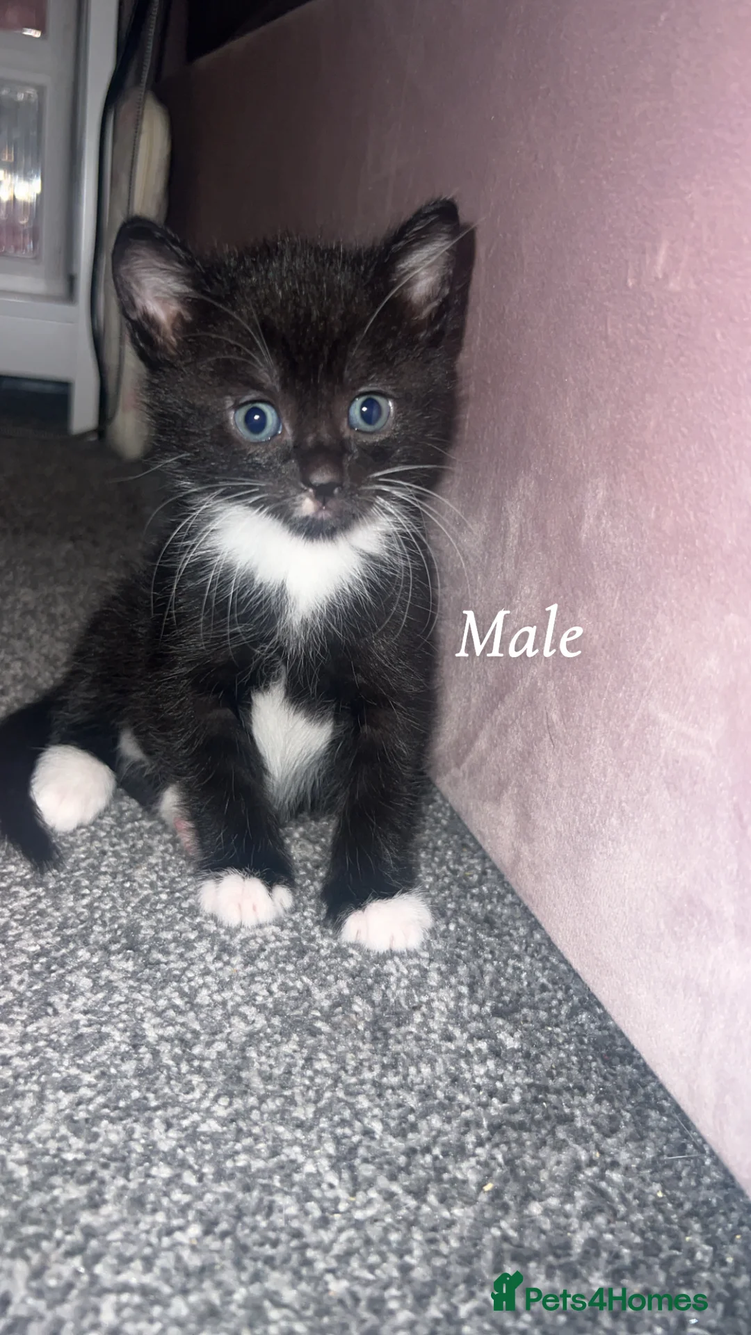 Mixed Breed cats for sale: 2 lovely kittens available  - Advert 1