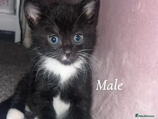 Mixed Breed cats 2 lovely kittens available - Advert 1