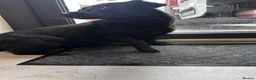Mixed Breed dogs for adoption: Penelope for adoption in Leigh-on-Sea - Advert 4