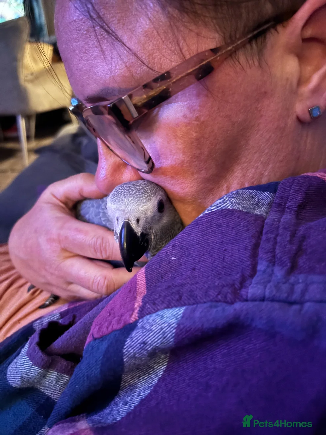 Parrots birds for sale: 1 year old female fully tame African grey - Advert 9