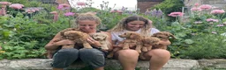 Mini Goldendoodle dogs for sale: Home bred miniature Goldendoodles - Advert 25