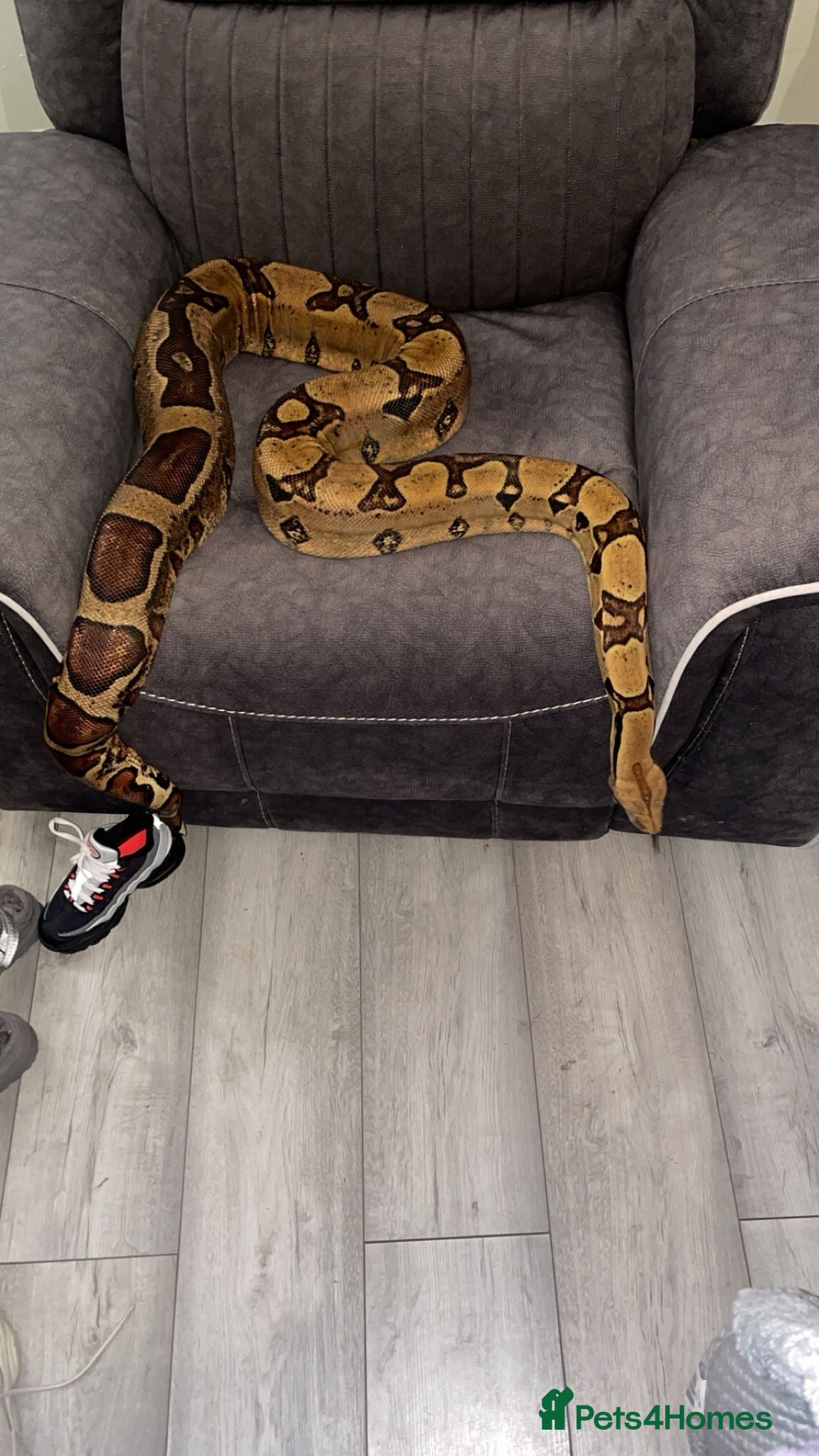 Boa Snake reptiles Boa Forsale  - Advert 1